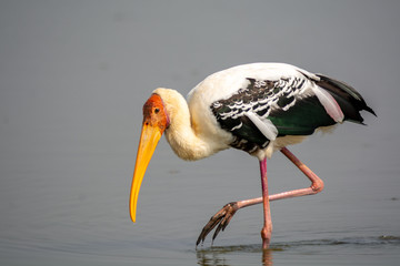 Painted Stork Fish Catch