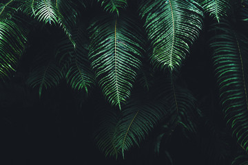 Leaves - textures and details of fresh green leaves in nature