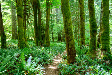Obraz premium Mossy Forest Trail
