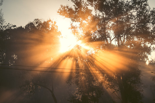 Morning light, sunrise in the forest - morning nature