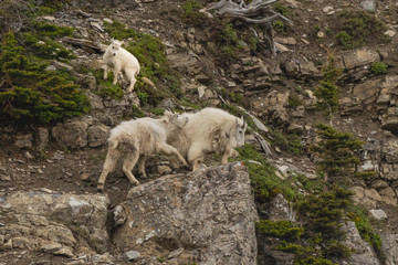 Mountain Goats Interact As Kid Looks On