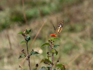 Butterfly on a bush 