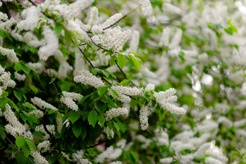 Blooming white Apple  flower. Fruit tree blossom nature background. Renewal and spring concept.