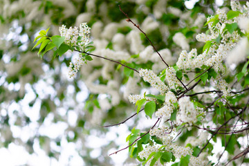 Blooming white Apple  flower. Fruit tree blossom nature background. Renewal and spring concept.