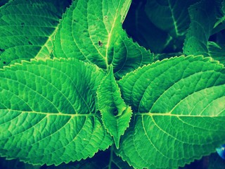 green leaf background