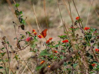 Butterfly on a bush 