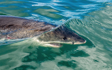 Fototapeta premium Shark swimming underwater, top view, close up. Great White shark (Carcharodon carcharias) in the water of Pacific ocean near the coasts of South Africa.