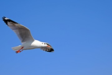 A seagull fully spread its wings on blue sky.