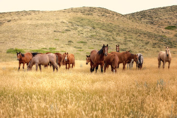 Horse Herd