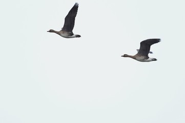 伊豆沼ガン飛来