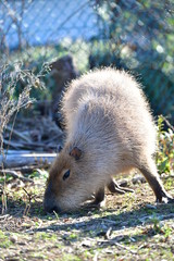 Obraz premium カピバラ