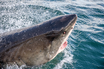 Fototapeta premium Great white shark with open mouth. Attacking Great White Shark in the water of the ocean. Great White Shark, scientific name: Carcharodon carcharias. South Africa.