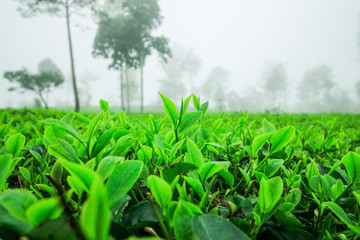 beautiful green tea plantations in the cloudy morning