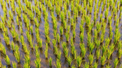 Rice seedlings in a wet paddy field in Thailand