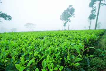 beautiful green tea plantations in the cloudy morning