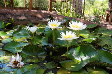 White water lily flowers and lily pads in water-filled old rusted metal drum