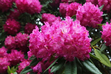 Large rhododendron flower