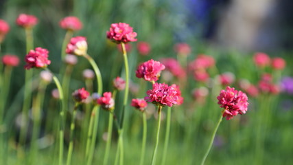 Little flowers in the garden