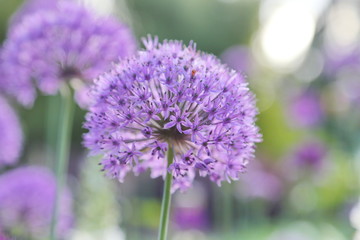 Giant Onion (Allium Giganteum) blooming in a garden