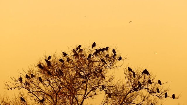 A flock of ravens are sitting on top of a tree. Orange sky Wild life place for text. Silhouettes of wild birds in slow motion.