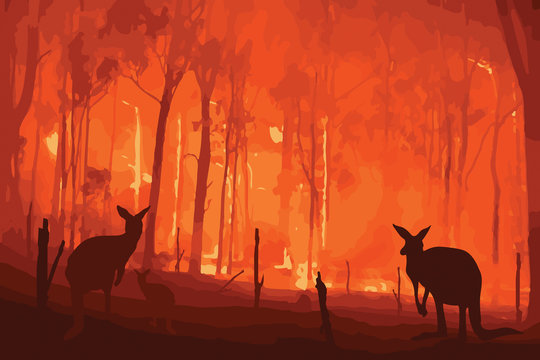 Fire in Australia. Forest fires with silhuette of wild animals kangaroo. Pray for Australia.