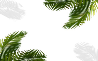 Fototapeta na wymiar White isolate on background abstract pattern texture have tree leaf coconut green of forest natural creative layout minimal desing for beach summer travel.