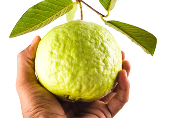 guava in hand on white background fruit agriculture food isolated
