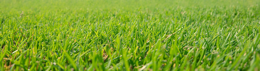 Close-up of grass, panorama background