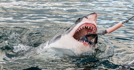 Shark with open mouth emerges out  off the water on the surface and grabs bait.  Attacking Great White Shark  in the water of the ocean. Great White Shark, scientific name: Carcharodon carcharias.