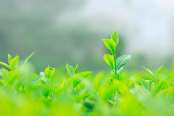 Fresh tea bud and leaves.Tea plantations.selective focus