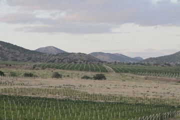 Fototapeta premium landscape with green field and blue sky