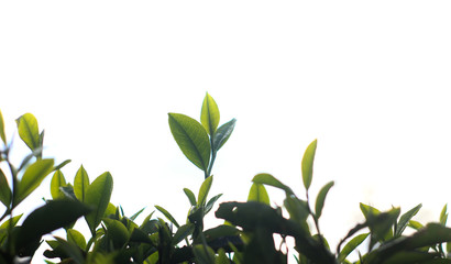 Fresh tea bud and leaves.Tea plantations.selective focus