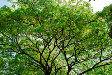fresh big green tree on sky background