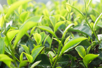 Beautiful green tea plantations in the morning