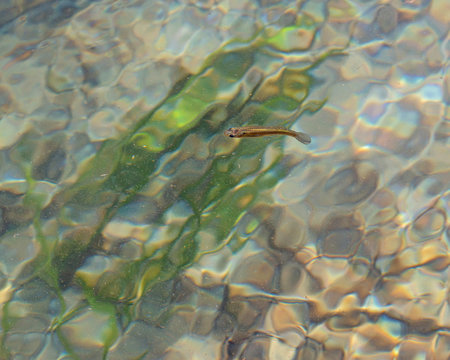 USA, Nevada, Clark County, Warm Springs Natural Area. The criticall endangered Moapa dace (Moapa coriacea) is a cyprinid fish that is critically endangered and only found in thermal streams in Moapa V