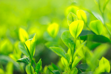 Beautiful green tea plantations in the morning