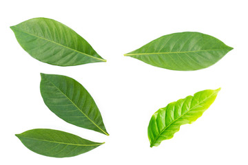 Naklejka premium fresh green leaf on white background