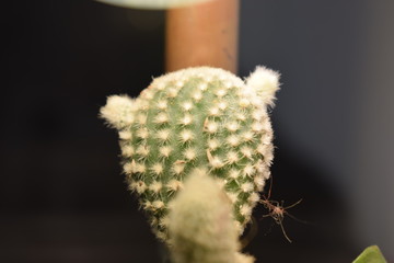 Little Cactus