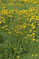 Löwenzahn-Wiese © Asray Laleike