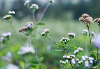 vintage white little flowers, beautiful nature, the natural toning design of the rainy season, humid plants, with one spot focus and blurry 