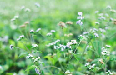 vintage white little flowers, beautiful nature, the natural toning design of the rainy season, humid plants, with one spot focus and blurry 