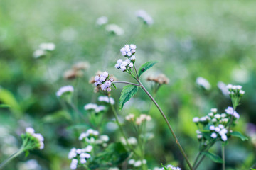 vintage white little flowers, beautiful nature, the natural toning design of the rainy season, humid plants, with one spot focus and blurry 