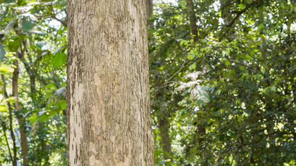 Teak tree in the forest with blurred background