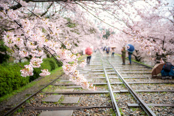 People enjoy spring season at Keage incline with sakura (cherry blossoms) in Kyoto, Japan. Japan...