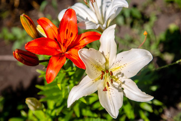 Beautiful bright Lily buds in the flower garden