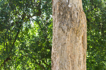 Teak tree in the forest with blurred background