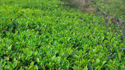 Beautiful green tea plantations in the morning