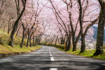 Beautiful view of Cherry blossom tunnel during spring season in April along both sides of the...