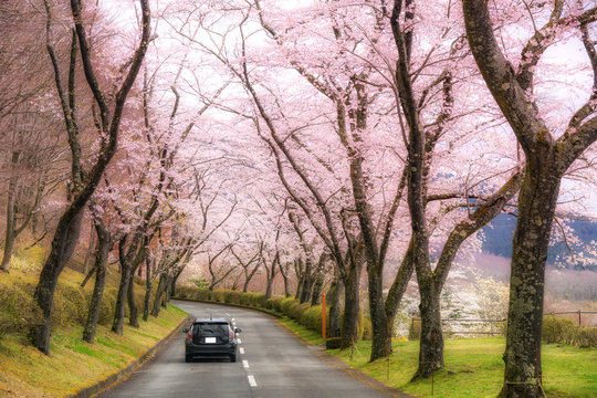 Beautiful view of Cherry blossom tunnel during spring season in April along both sides of the prefectural highway in Shizuoka prefecture, Japan.