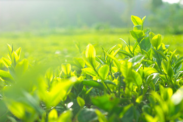 Fresh tea bud and leaves.Tea plantations.selective focus